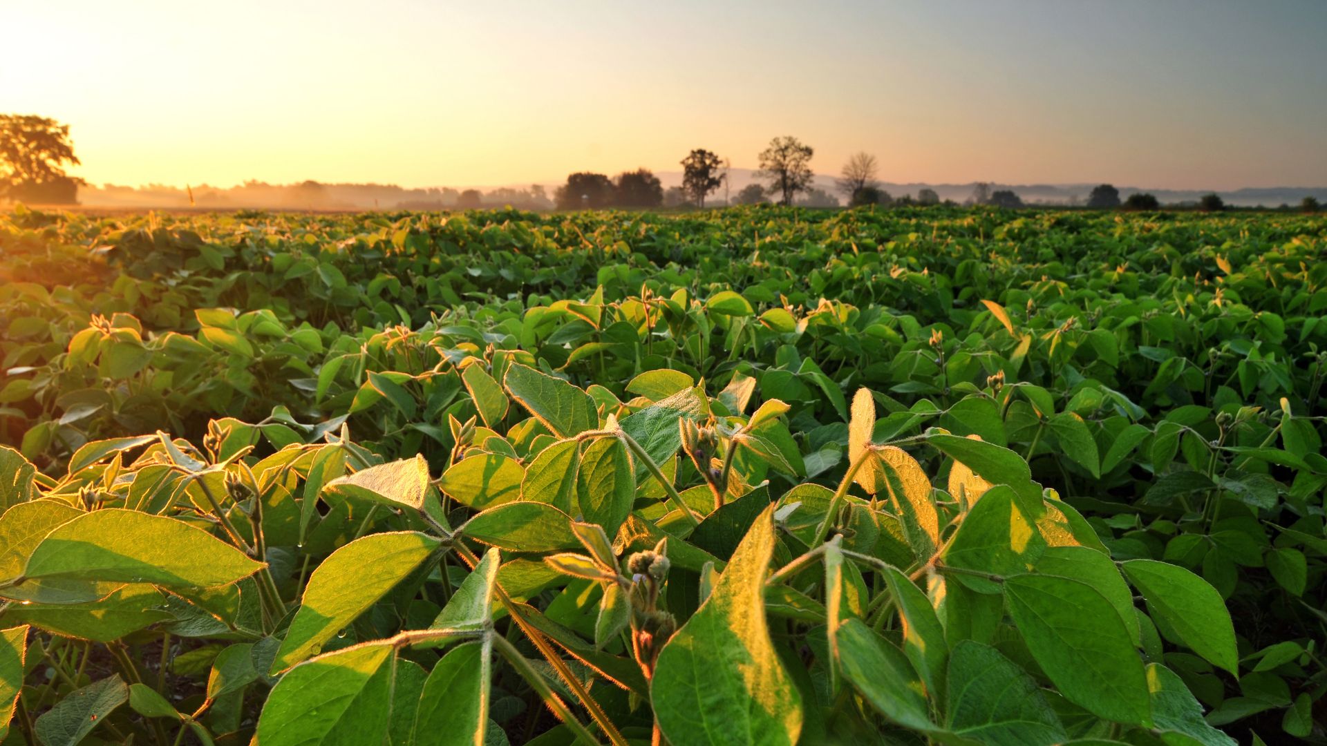 We joined the Round Table on Responsible Soy Association to strengthen our commitment to sustainable production